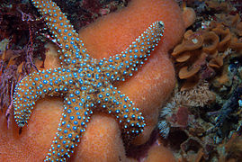 Une étoile de mer géante, sur une éponge, entourée de nombreux autres animaux marins, en Californie.