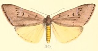 <i>Adrepsa</i> Genus of moths