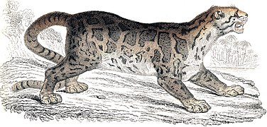 Debesuotojo leopardo 1834 m. zoologinis piešinys, iš William Jardine knygos: The Natural History of The Feline