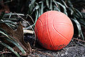 * Nomination Selectively edited children's plastic basketball. Thegreenj 02:33, 20 February 2008 (UTC) * Decline An art production (use of colorisation) but not a quality image (bad light, sad scenery)--B.navez 08:47, 20 February 2008 (UTC)