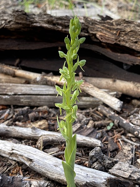 File:Platanthera Brevifolia flower.jpg