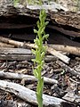 Platanthera brevifolia USA - New Mexico