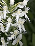 Platanthera blephariglottis - Flickr 002. jpg