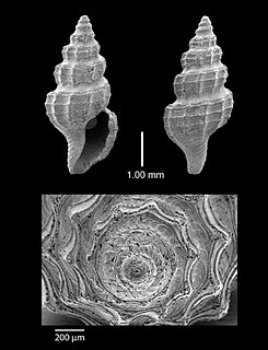 <i>Pleurotomella corrida</i> Species of sea snail