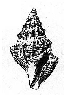 <i>Pleurotomella ipara</i> Species of gastropod