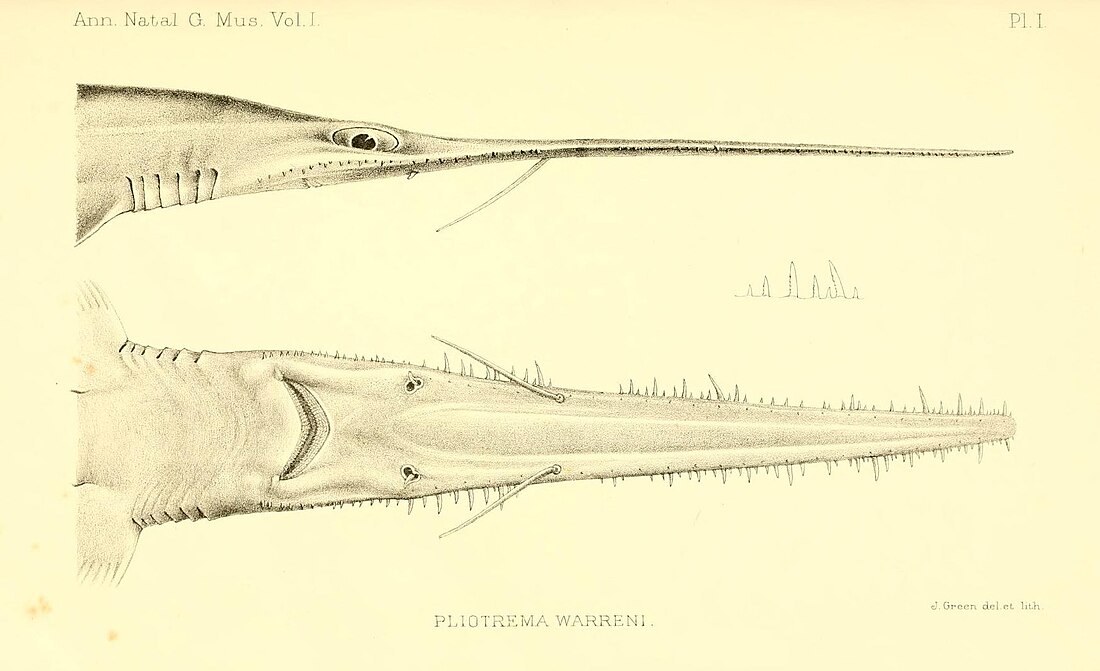 Pliotrema