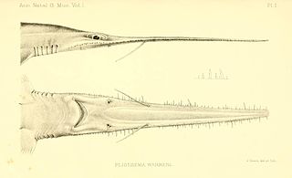 Sixgill sawshark Pliotrema warreni