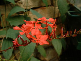 <i>Plumbago indica</i> Species of flowering plant
