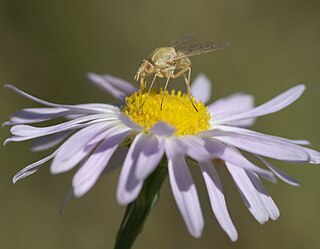 <i>Poecilognathus</i> Genus of flies