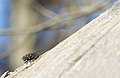 * Nomination Polietes lardaria of familiy muscidae --Richard Bartz 18:49, 1 November 2007 (UTC) * Decline Maybe artistic (does not do much for me ;-), but a photo with 90% as blurred background and foreground does not make QI for me :-) --Tony Wills 22:25, 9 November 2007 (UTC)