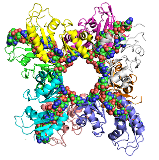 <span class="mw-page-title-main">Poly(A)-binding protein</span> RNA binding protein