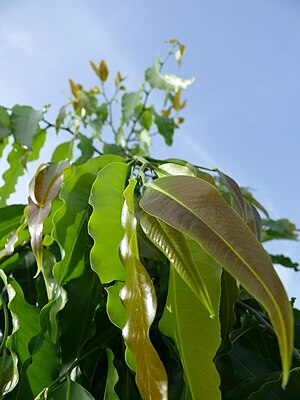 Polyalthia longifolia var pendula - leaves and top of tree.jpg