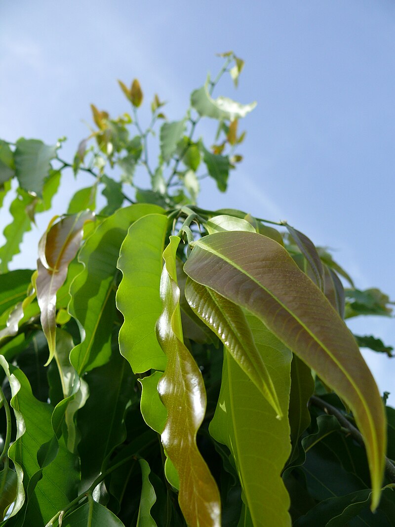 TÌNH YÊU CÂY CỎ  - Page 45 800px-Polyalthia_longifolia_var_pendula_-_leaves_and_top_of_tree