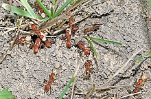 Polyergus lucidus returning from raid on Formica incerta: Three of the Formica ants already incorporated into the mixed colony are visible to the right of the nest entrance. Polyergus lucidus returning from raid on Formica incerta.jpg