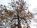 Quercus stellata, or post oak.