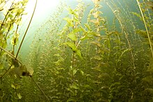 A Potamogeton perfoliatus bed in Llyn Cregennen Isaf, a high quality lake in Wales (UK) Potamogeton perfoliatus bed, Llyn Cregennan Isaf 2014.jpg