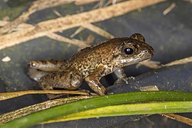 Phrynobatrachus dispar (Príncipe puddle frog) side view