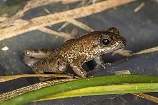 <i>Phrynobatrachus dispar</i> Species of frog