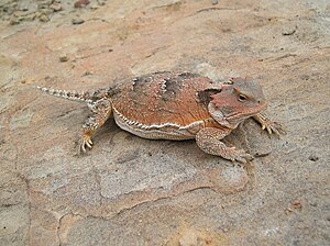 Pregenant female Greater Short-Horned Lizard.jpg