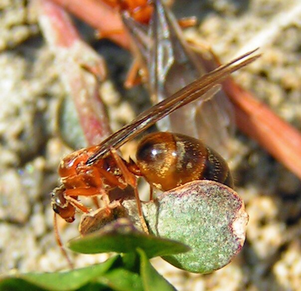 File:Prenolepis imparis queen.tif