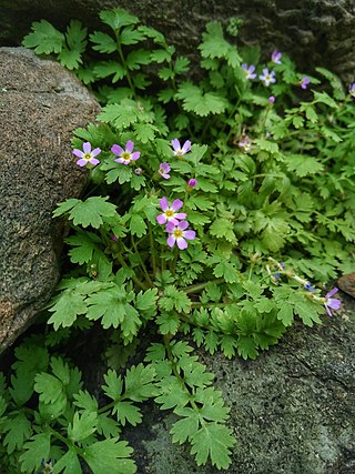 <i>Primula cicutariifolia</i> Species of flowering plant