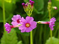 English: Primula japonica at the ÖBG Bayreuth Deutsch: Primula japonica im ÖBG Bayreuth