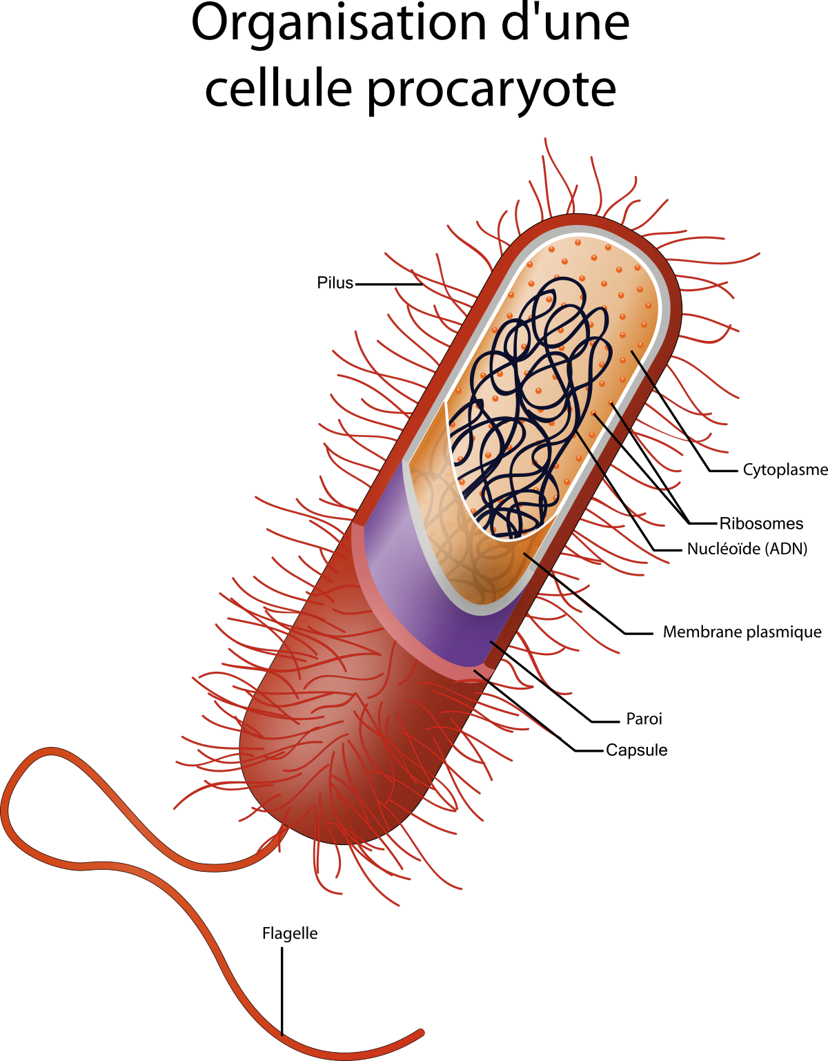 des cellules procaryotes