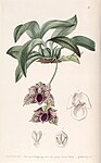 Promenaea stapelioides (as Maxillaria stapelioides) - Edwards vol 25 (NS 2) pl 17 (1839). 
 jpg