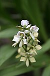 Prosthechea radiata - Flickr. 
 003. jpg