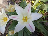 Průhonice - Dendrologická zahrada, tulipán