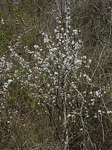 Prunus angustifolia Arkansas.jpg