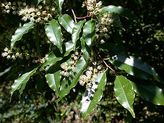 <i>Prunus spinulosa</i>