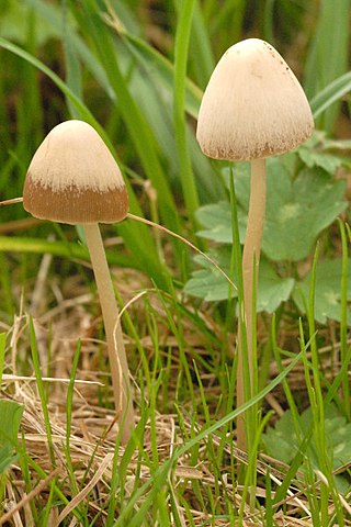 <i>Coprinopsis marcescibilis</i> Species of fungus