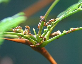 Муравьи Pseudomyrmex на ветке акации.