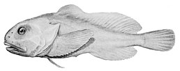 Рисунок риби-краплі Алана Ріверстоуна