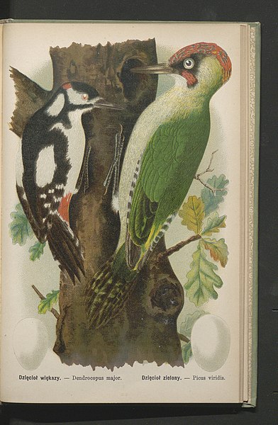 File:Ptaki pozyteczne naszych lasow, pol i ogrodow 1905 (94614536).jpg