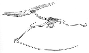 Como era a anatomia de um pterodáctilo?