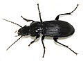 Pterostichus melanarius WP - (kerbtier.de: Art sicher) Category in Commons