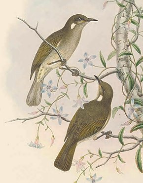 Beskrivelse av Ptilotis albonotata - The Birds of New Guinea (cropped) .jpg.