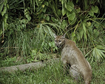A panther in the Florida Panther National Wildlife Refuge