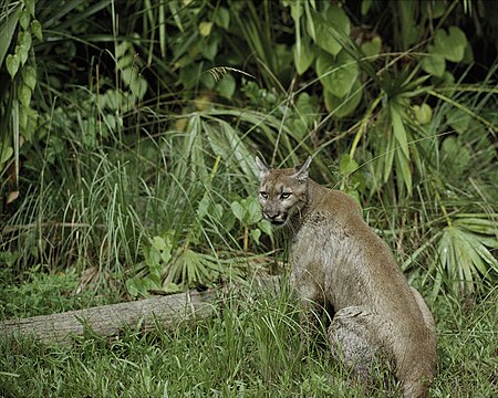 Tập_tin:Puma_concolor_coryi.jpg