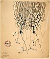 Dibuju de células e Purkinje (A) i células granularis (B) e cerebelo paloma por Santiago Ramón y Cajal, 1899. Instituto Santiago Ramón y Cajal, Madrid, Spain.