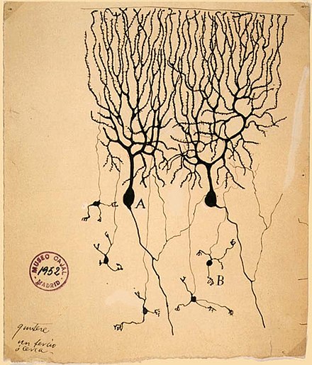 Drawing of neurons in the pigeon cerebellum, by Spanish neuroscientist Santiago Ramón y Cajal in 1899. (A) denotes Purkinje cells and (B) denotes granule cells, both of which are multipolar.