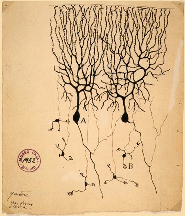 Drawing of pigeon Purkinje cells (A) by Santiago Ramon y Cajal