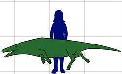 Qaisracetus Silhouette size.png