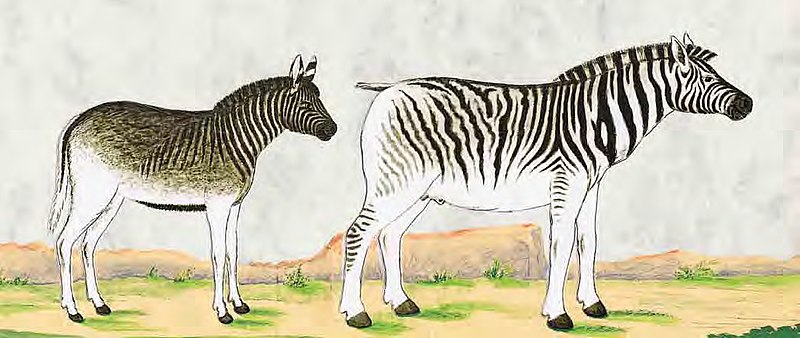 File:Quagga colt and adult Burchell's zebra.jpg