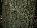 Quercus gilva1.jpg