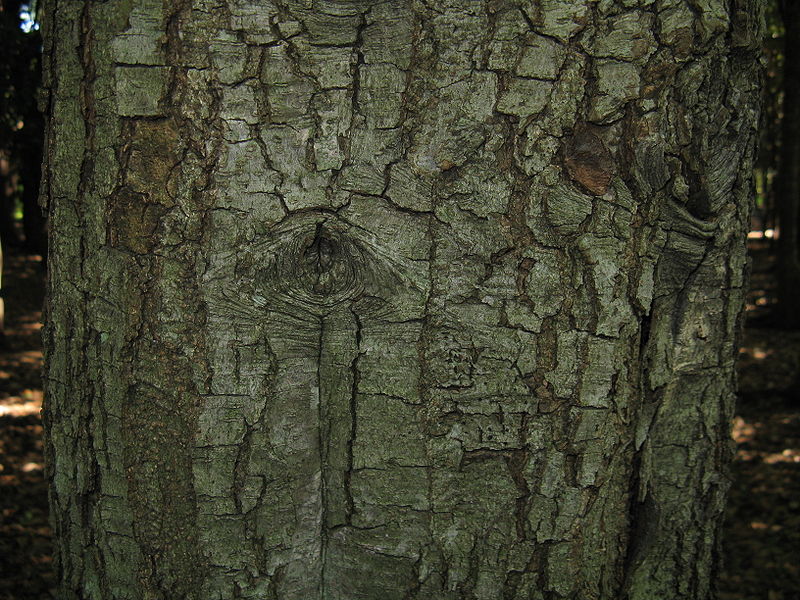 File:Quercus gilva1.jpg