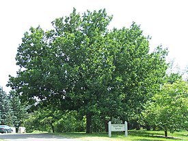 Quercus mongolica mongolian oak MN 2007.JPG