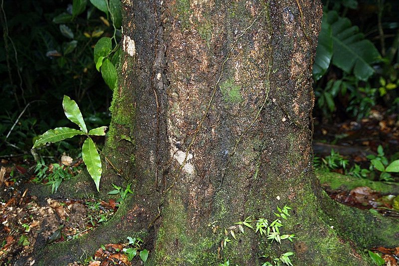 File:Quercus rapurahuensis 0zz.jpg